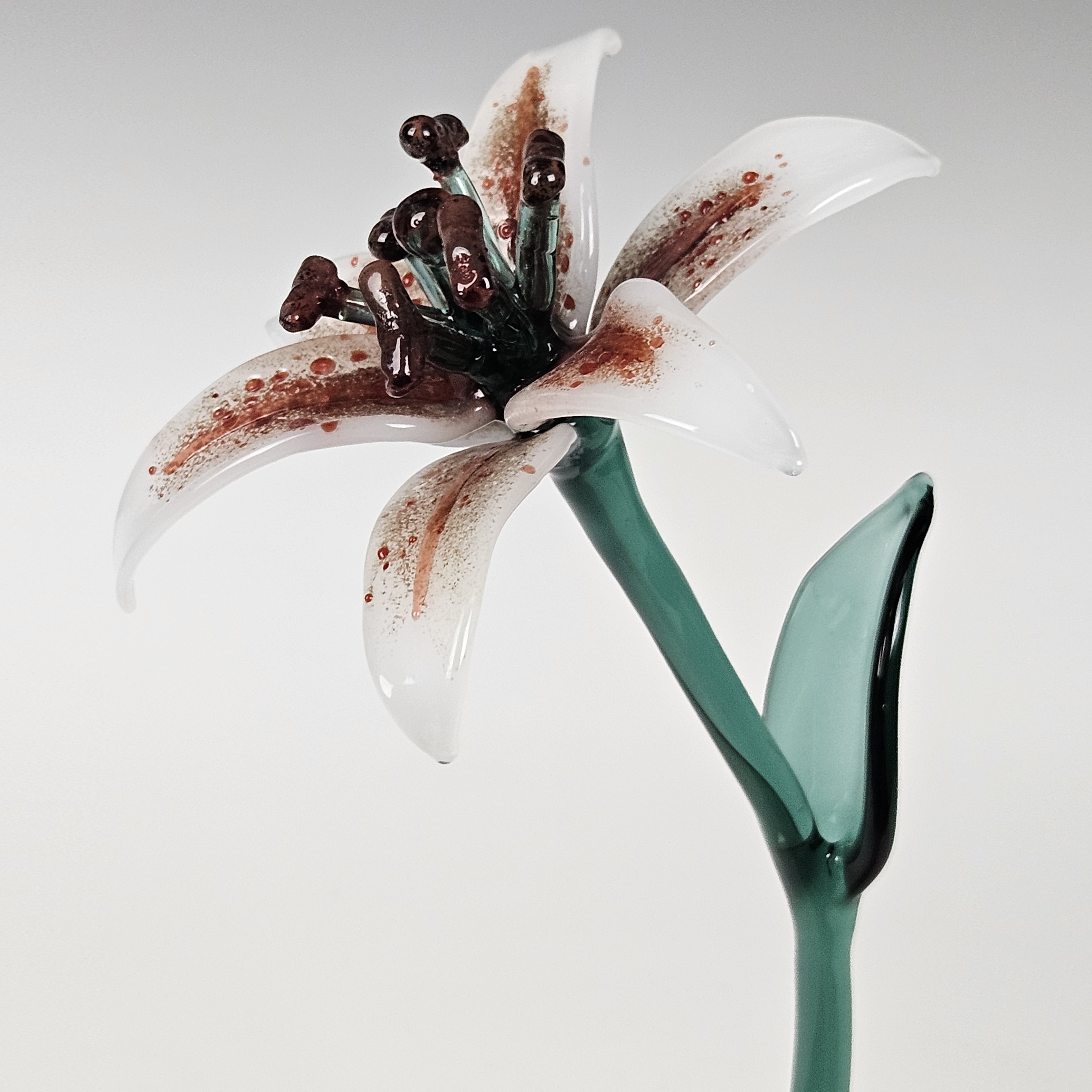 Stargazer Lily