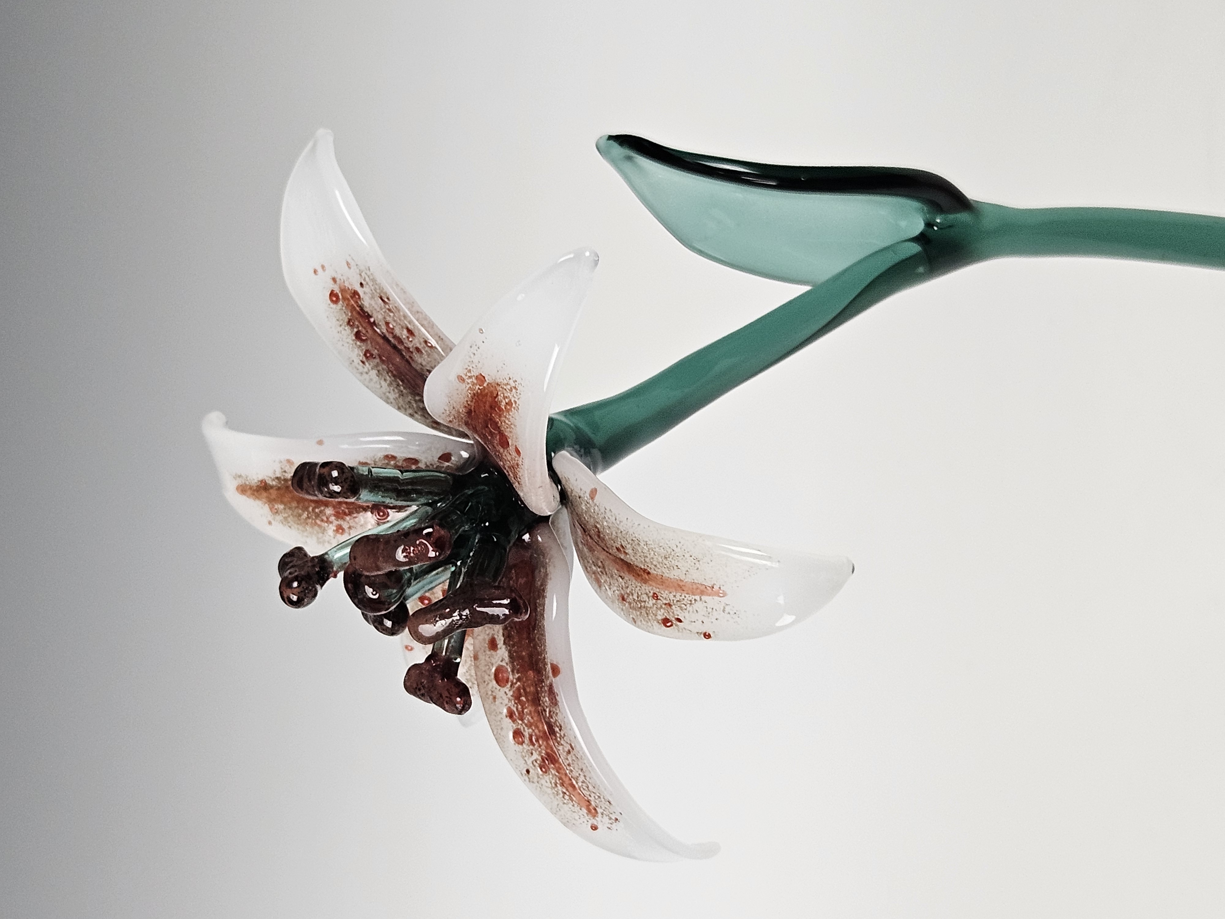 Stargazer Lily